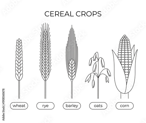 Vector line set of cereal crops. Outline collection of types of grain crops - wheat, rye, barley, oats, corn. Plants of agriculture for bakery