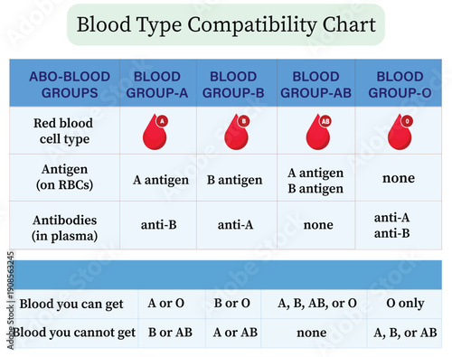 Blood Type Compatibility Chart with ABO Groups, Rh Factors, and Transfusion Rules. Medical Infographic for Donor and Recipient Matching.