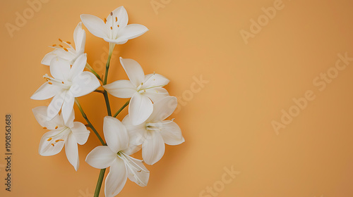 Exquisite Star of Bethlehem Stem on Apricot Background