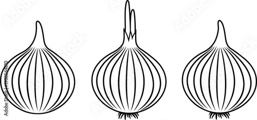 Onion outline. Isolated onion on white background
