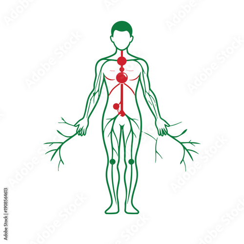Lymphatic System 