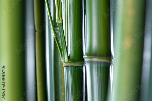 Fresh Green Bamboo Stalks and Trunk Close-up in Daylight