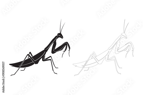 Praying mantis illustration, black and white outline and solid
