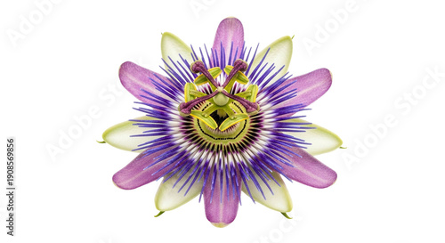 Passion flower showing colorful intricate details, cut out, stock png, isolated on transparent background