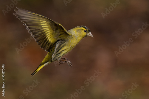 Male Eurasian Siskin in flight