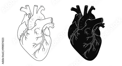 Anatomical illustration depicting a human heart with detailed vascular structures presented in both positive and negative silhouette high quality professional modern