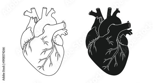 Two contrasting depictions of a human heart one detailed and one a dark bold silhouette high quality professional modern elegant stylish