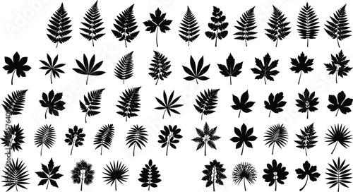 Set of black botanical leaf silhouettes featuring fern palm maple and tropical foliage shapes isolated on white background vector illustration collection design