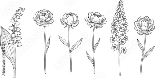 Wildflower line art drawing set with lily of the valley and blooming floral buds for botanical nature design garden collection, cad drawing flat vector illustration