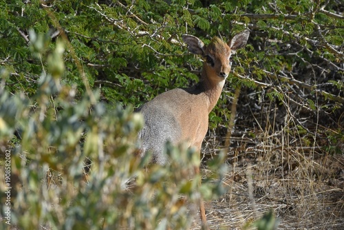 Damara Dikdik (Madoqua damarensis) im Erongo Gerbirge Namibia