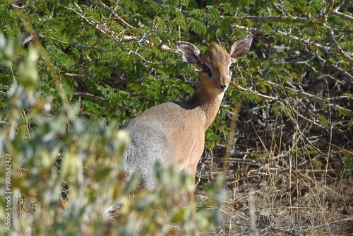 Damara Dikdik (Madoqua damarensis) im Erongo Gerbirge Namibia