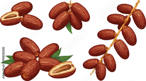 Dried date fruits vector set featuring palm fruit clusters whole dates with seeds and green leaves for ramadan food and healthy snacks.