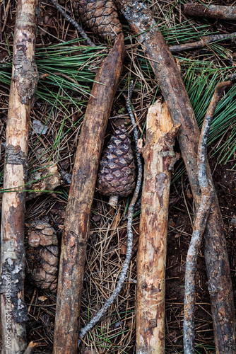 Wallpaper Mural tree branches, pine cones in the forest Torontodigital.ca