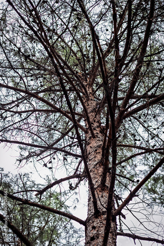 Wallpaper Mural tree branches, pine cones in the forest Torontodigital.ca