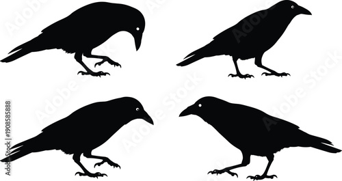 Collection of four black crow and raven silhouettes in different walking and standing poses isolated on a white background, vector set,