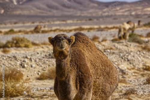 A closeup shot of a one-humped camel (dromedary) in the sand desert in Egypt
