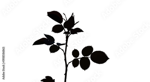 A stark silhouette of a rose stem with several leaves and a partially opened rosebud against a white background