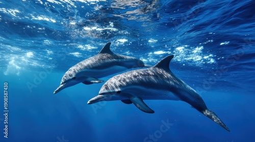 Wallpaper Mural Dolphins Swim Slowly Underwater Showcasing Mindfulness and Balance in Their Movement and Posture During a Bright Day in the Ocean Torontodigital.ca