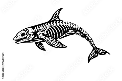 Detailed black and white illustration of a shark skeleton, vintage engraving style marine anatomy drawing isolated on white background.