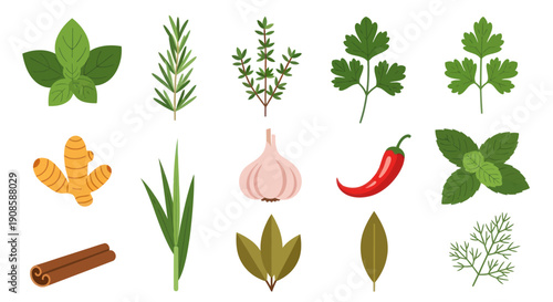 Vibrant culinary herb and spice collection fresh ingredients illustration