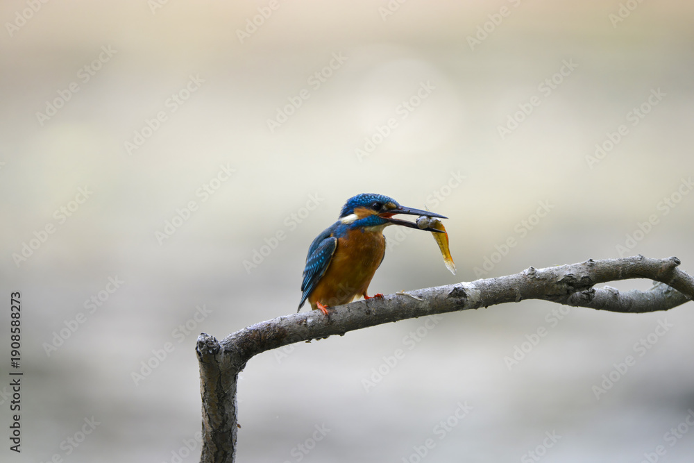Fototapeta premium Kingfisher with Shrimp on Dead Branch - Natural Wildlife