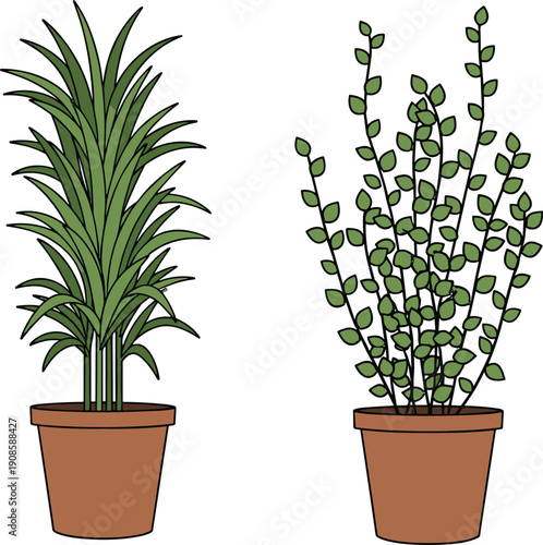 Two green indoor houseplant illustrations featuring a tall leafy palm and a bushy climbing vine in terracotta pots, isolated,