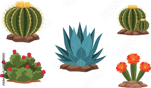 Cactus and succulent plants set, desert flora collection with flowers, botanical nature illustration, flat colorful vector design