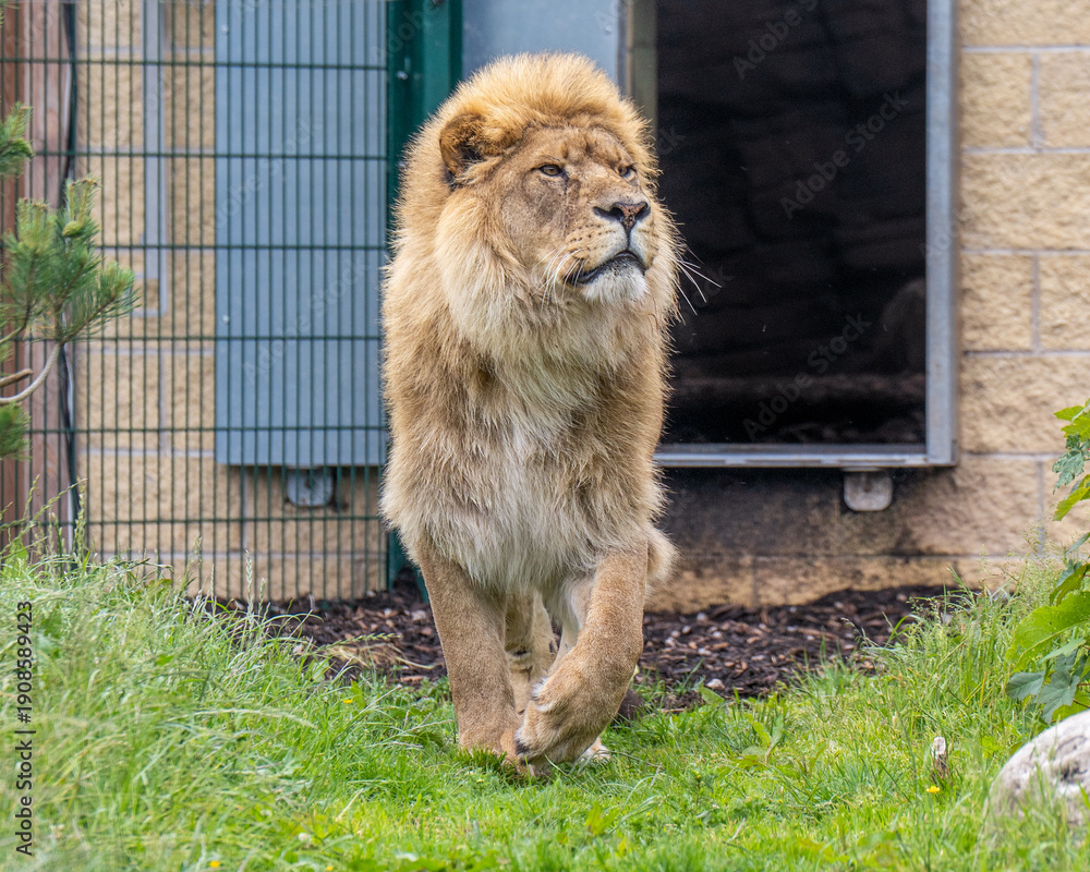 Obraz premium African Lion