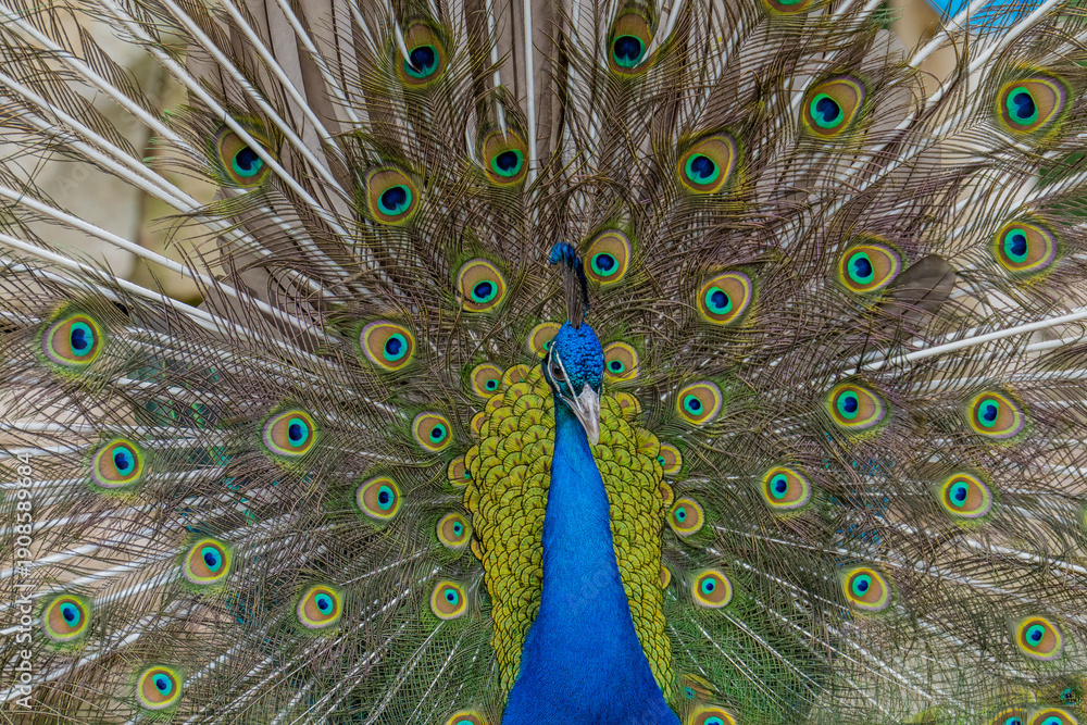 Obraz premium peacock with feathers