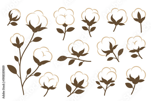 Cotton plants set. Elegant vector floral element perfect for eco designs and botanical compositions