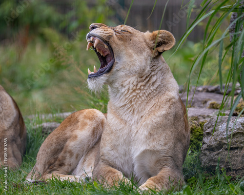 lioness in the grass