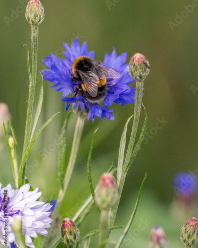 Bee on a flower