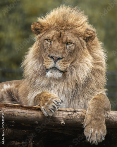 African Lion