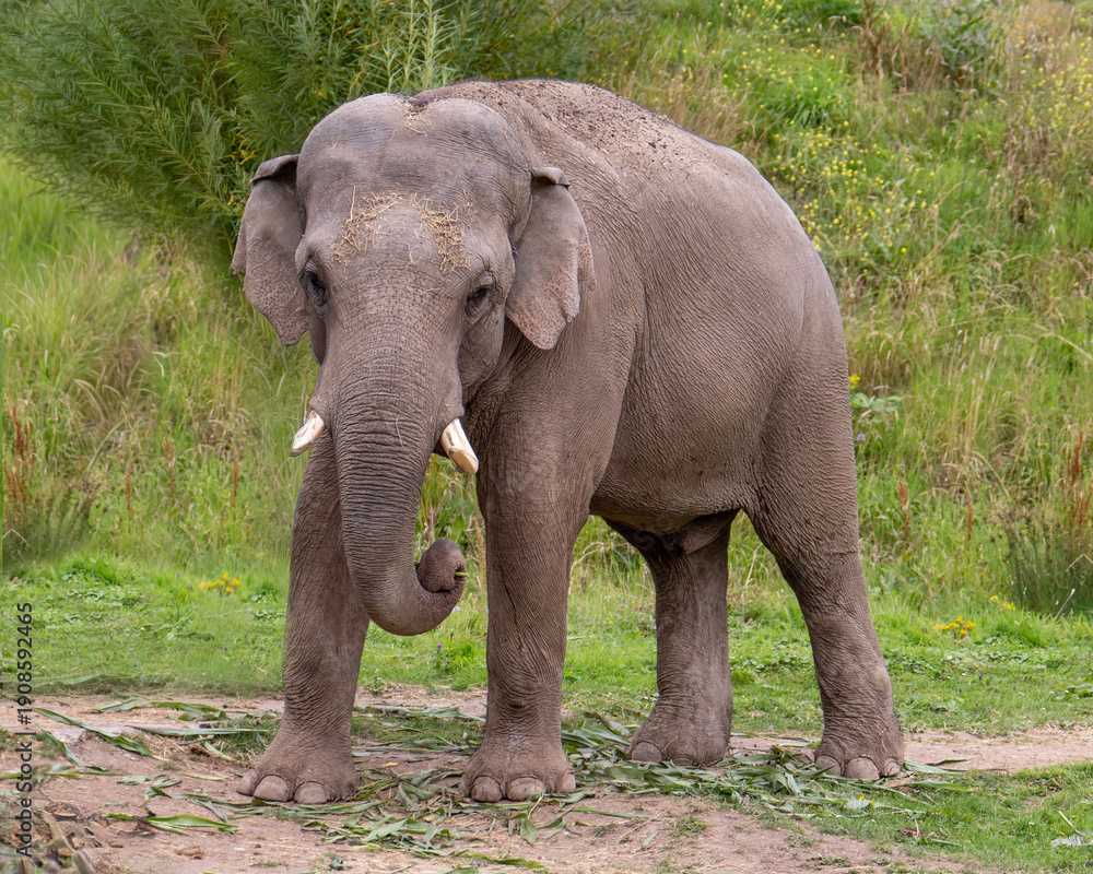 Fototapeta premium Bull Elephant