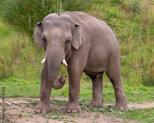 Bull Elephant