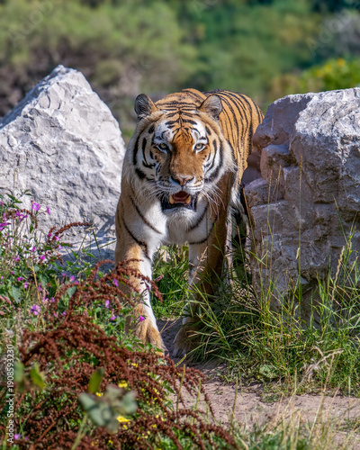 tiger in the zoo