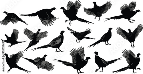 Detailed collection of pheasant silhouettes in standing, flying, and mid-air poses, perfect for wildlife design, ornithology artwork, nature illustration, and creative decorative projects