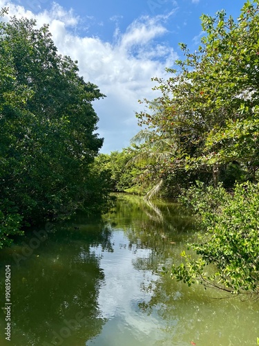 La Mangrove en Guadeloupe