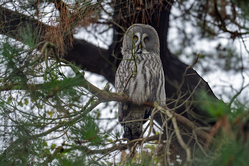 great grey owl