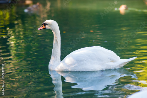 White swan swimming in the lake, closeup of photo.