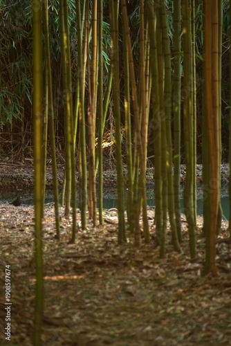 a stream among bamboo thickets