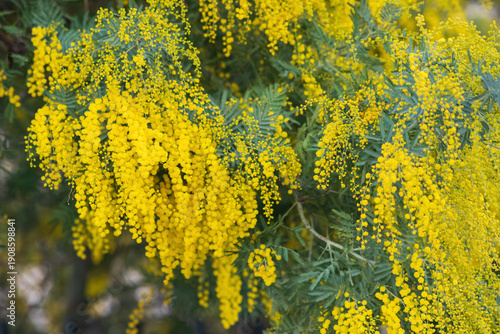 Yellow mimosa flowers on a tree in spring. Close-up.