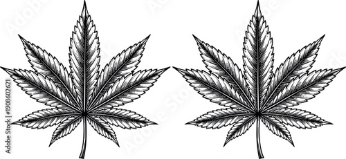 Cannabis leaf vector illustration pair, detailed marijuana plant engraving style line art, hemp botanical design isolated on white background artwork