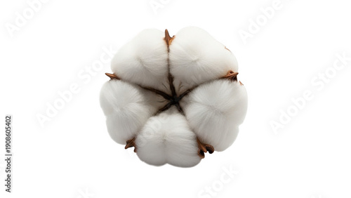 Cotton boll isolated on transparent background