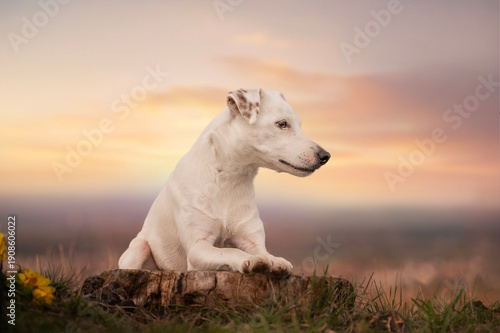 Portrait of a female terrier lying on a meadow at sunset.