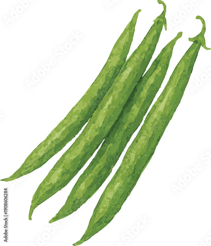Vector watercolor illustration of green beans