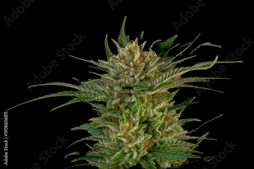 Mature marijuana flower Special queen variety with black wall