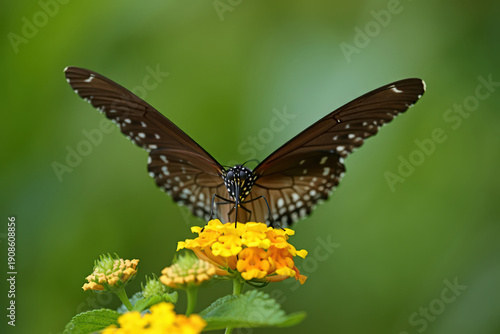 Brown Butterfly on Yellow Flowers A Stunning Display of Nature's Intricate Details and the Harmonious Blend of Colors in a Natural Outdoor Setting