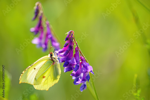 Brimstone Butterfly Gracefully Perched on Purple Vetch Flowers in a Sunlit Field a Captivating Glimpse into the Delicate World of Pollination and Natural Beauty