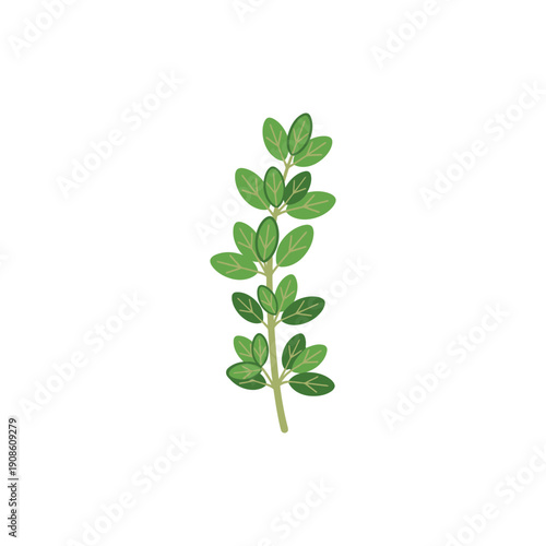 Detailed Flat Thyme Herb Sprig Vector Illustration on White